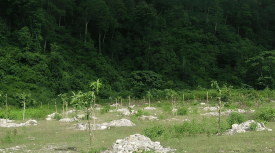 बरुवा सामुदायिक वन उपभोक्ता समूह , त्रियुगा-१० बरुवा, उदयपुर मा फलफूल वृक्षारोपण कार्यक्रम